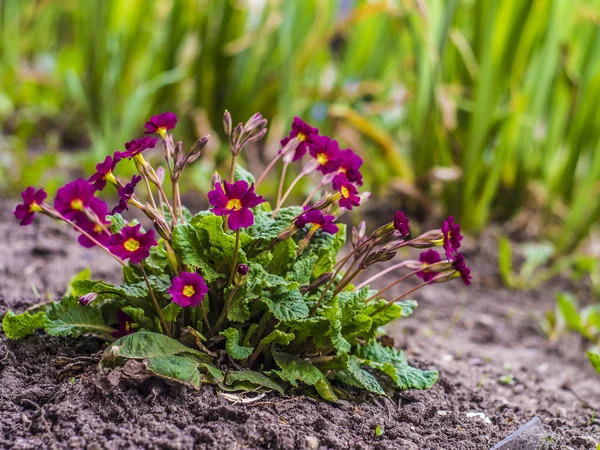 Röda blommor — Stockfoto