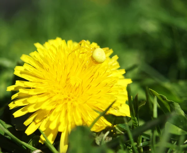 Yellow spider on a plant — Stock Photo, Image