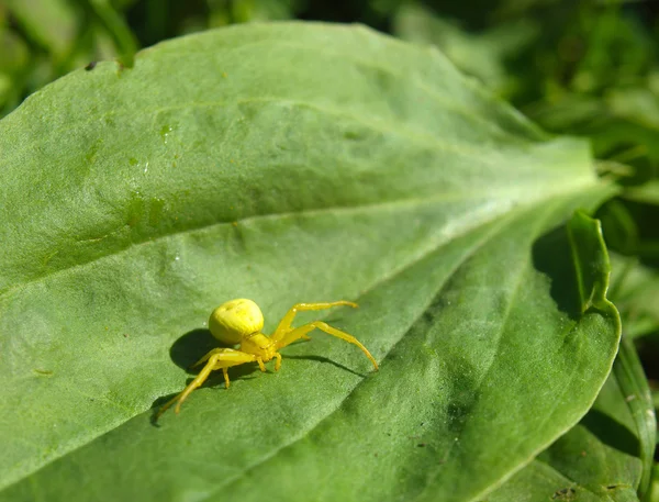 Жовтий павук на рослині — стокове фото