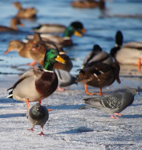 Утки на озере зимой — стоковое фото