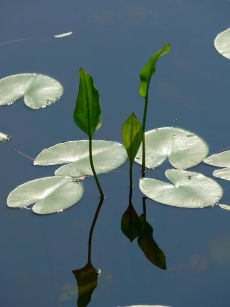 Potbelly daun di atas air — Stok Foto