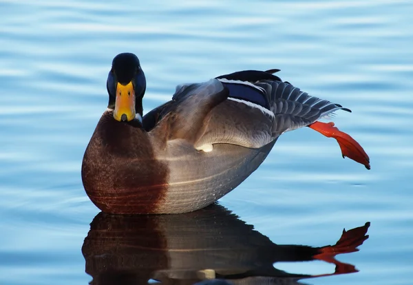 Ducks on the lake in winter — Stock Photo, Image