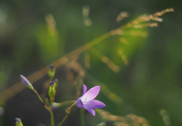 Blomklocka — Stockfoto