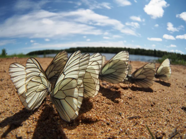 Żyłkami czarno białe motyle — Zdjęcie stockowe