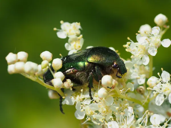 Peremvédő bogár egy virág — Stock Fotó