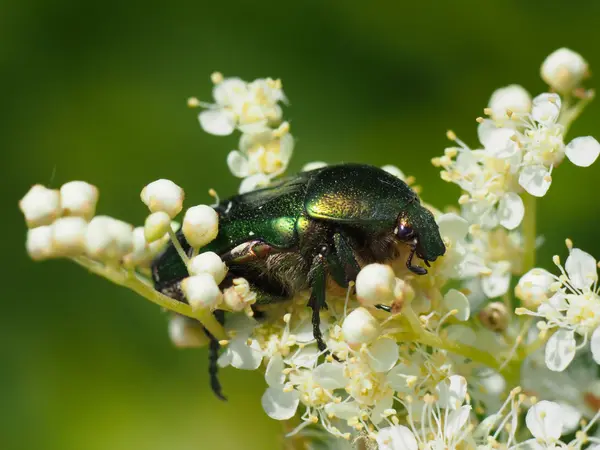 Chafer beetle on a flower — Stock Photo, Image