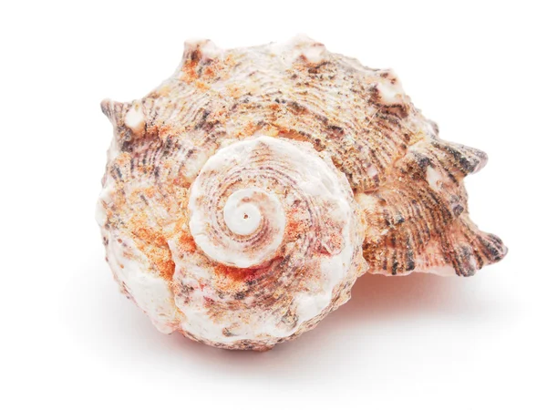 Sea shell isolated on white — Stock Photo, Image