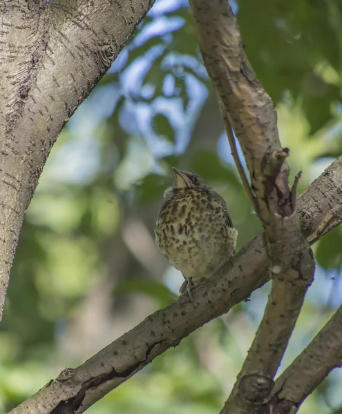 Amsel auf einem Baum — Stockfoto