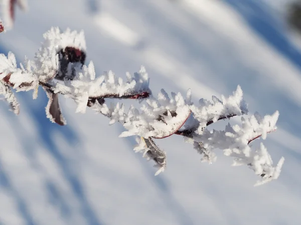 在雪地里的小檗枝条 — 图库照片