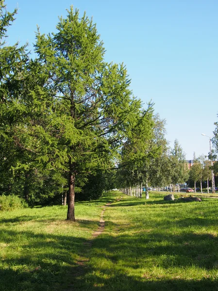 Parque en el verano — Foto de Stock