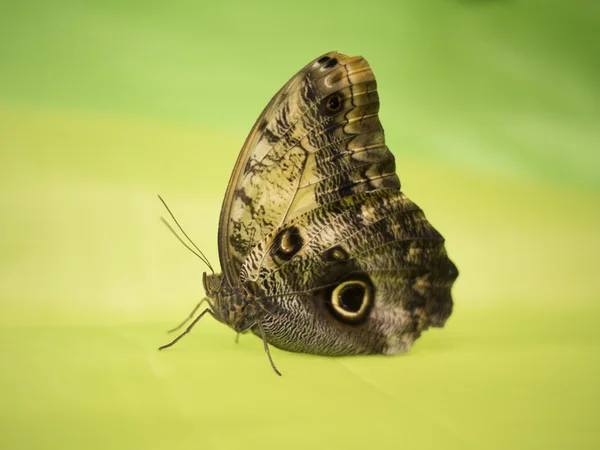 Tropikalnych motyli — Zdjęcie stockowe