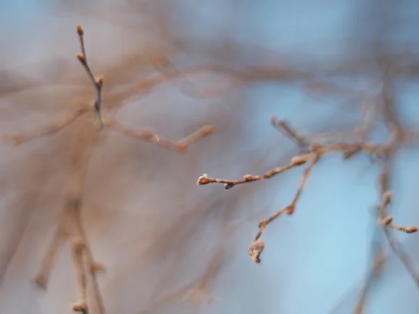 Ramoscello di betulla in inverno — Foto Stock