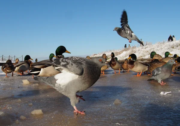 Aves en el lago en invierno — Foto de Stock
