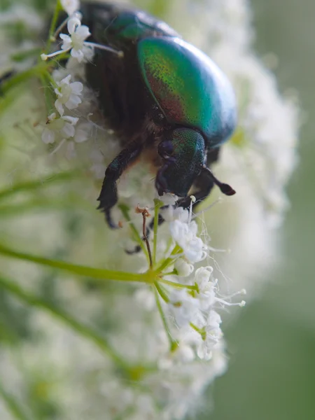 Chafer beetle on a flower — Stock Photo, Image