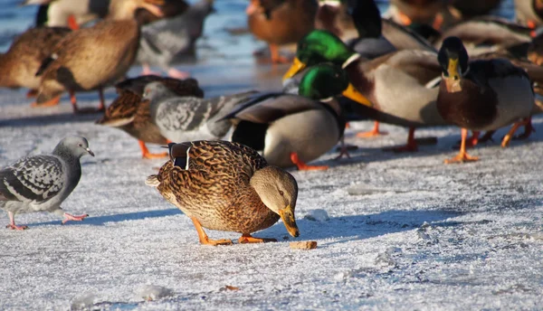 Oiseaux sur le lac en hiver — Photo