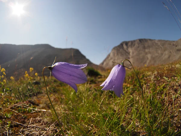 Bell flores montanhas — Fotografia de Stock