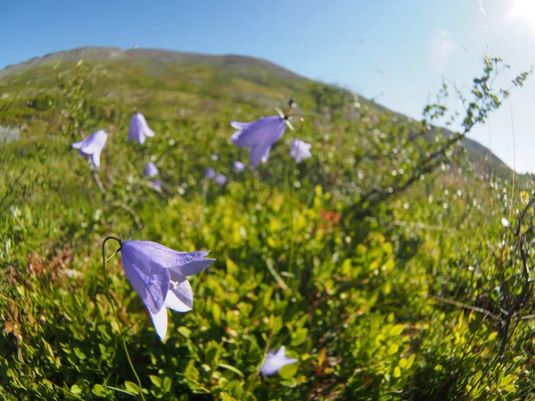 Bell fleurs montagnes — Photo