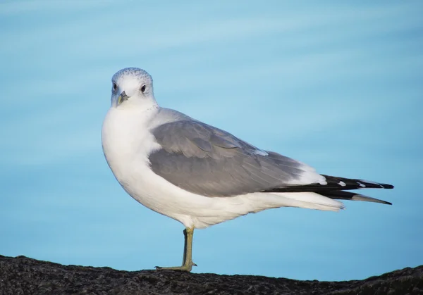 Möwe — Stockfoto