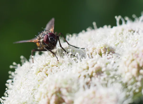Fly on a flower — Stock Photo, Image