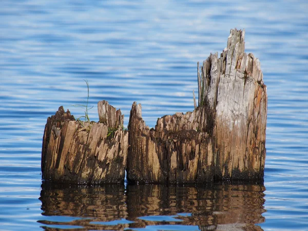 Alte Pfähle im See — Stockfoto