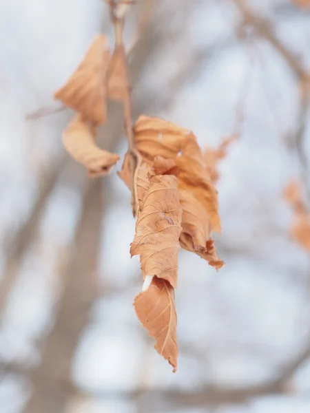 Folhas secas em uma árvore no inverno — Fotografia de Stock