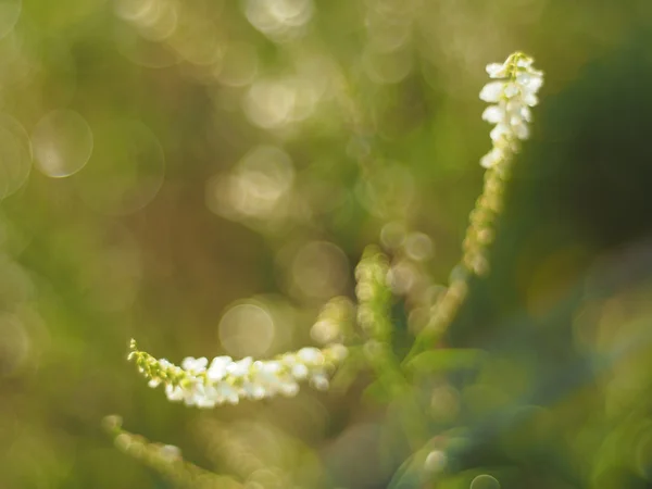 Växter i skogen — Stockfoto