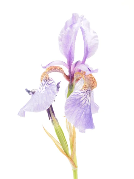 Iris bleu sur fond blanc — Photo
