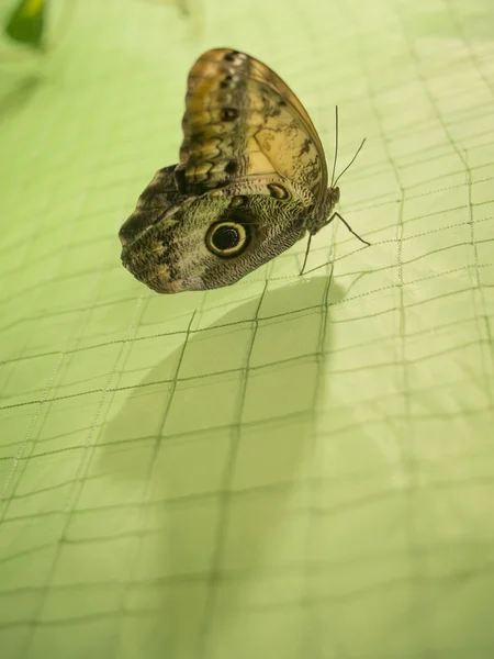 Tropischer Schmetterling — Stockfoto