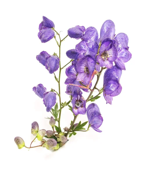aconitum napellus beyaz bir arka plan üzerinde