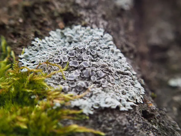 Lichen growing on wood — Stock Photo, Image