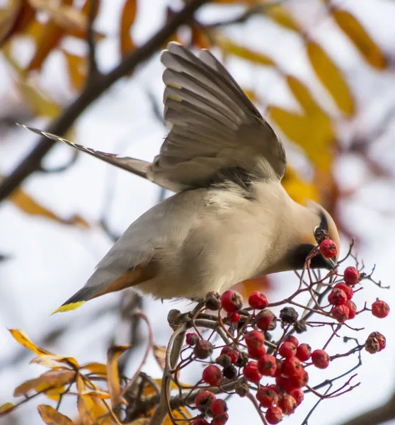 Waxwing — Stockfoto