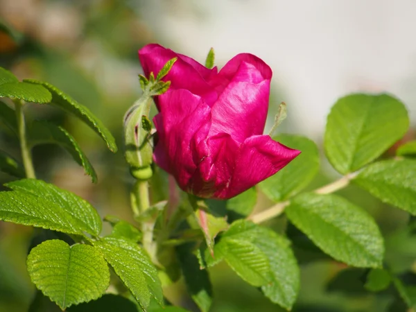 Nypon (Rosa canina) blomma — Stockfoto