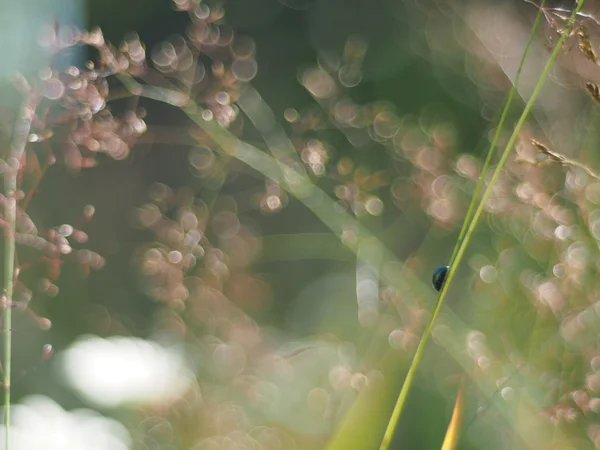 Gras im Sommerwald — Stockfoto
