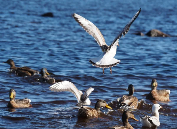 Flying seagull — Stock Photo, Image