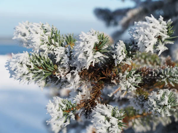 雪の中で小ぎれいなな小枝 — ストック写真