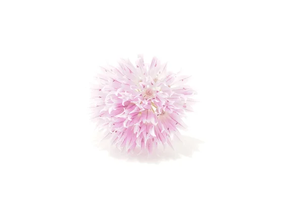 Kwiat kwitnący cebuli na białym tle — Zdjęcie stockowe