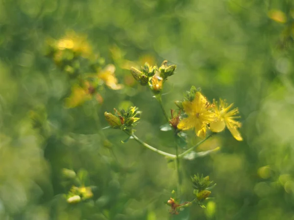 Hypericum perforatum — Stockfoto