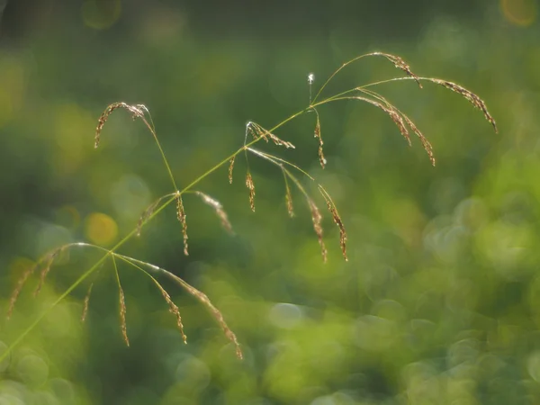 Gras im Sommerwald — Stockfoto