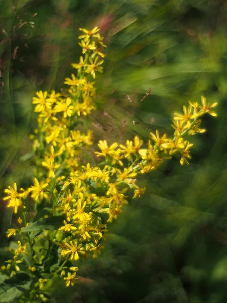 Goldenrod — Fotografia de Stock