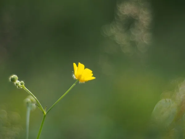 Smörblomma — Stockfoto