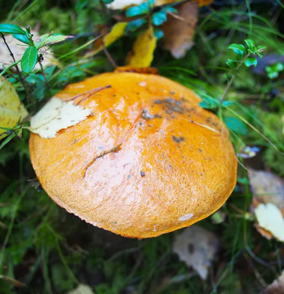 橙色帽牛肝菌蘑菇 — 图库照片