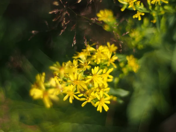 一枝黄花 — 图库照片