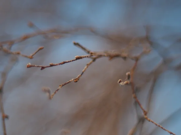 在冬天的白桦树枝 — 图库照片