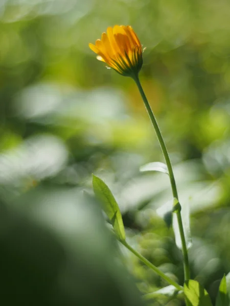 Calêndula — Fotografia de Stock