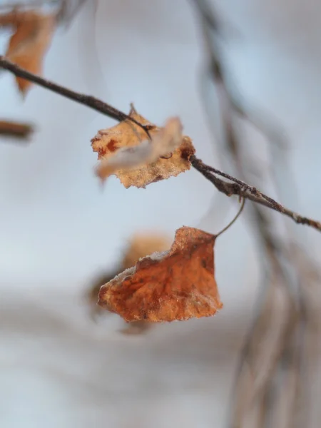 Bir ağacı kışın kuru yapraklar — Stok fotoğraf