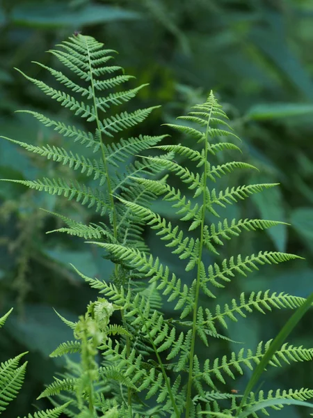 Plantas en el bosque — Foto de Stock