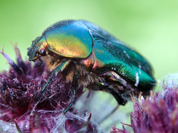 Bir çiçek üzerinde Chafer böceği — Stok fotoğraf