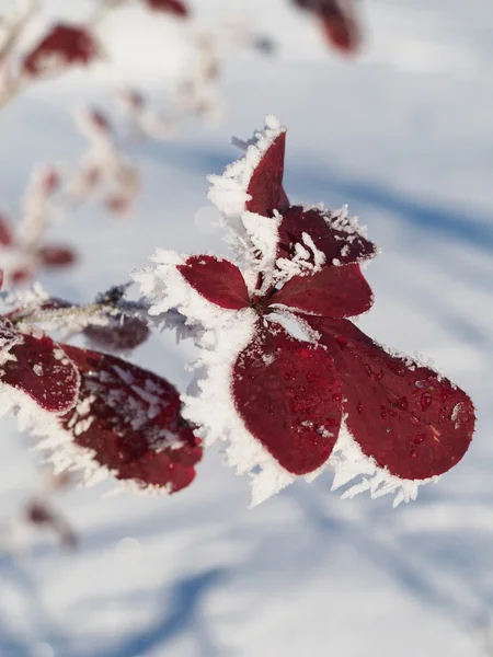 Berberitzenzweig im Schnee — Stockfoto