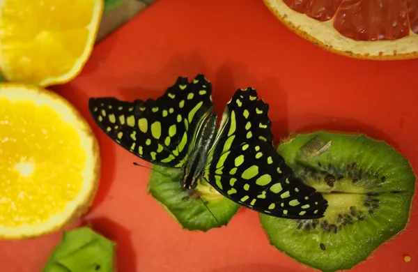 Tropical butterfly — Stock Photo, Image