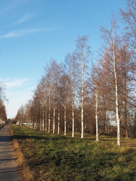 Birch sokağı — Stok fotoğraf